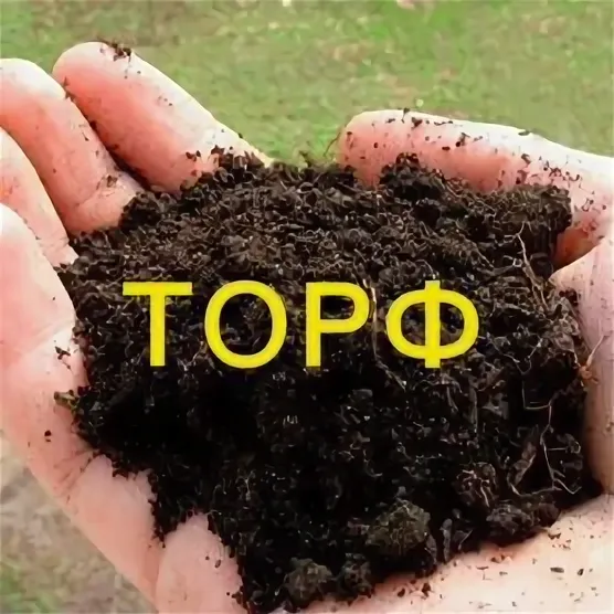 торф